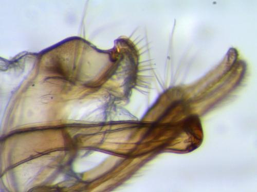 Hydropsyche sp.